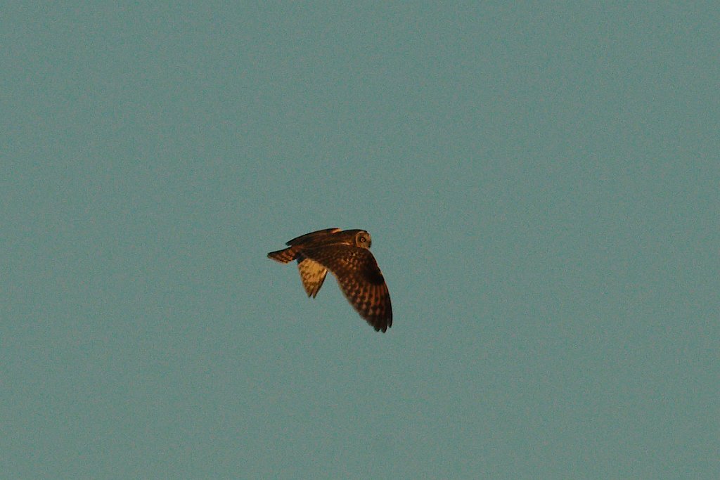 Short-eared Owl 2013-12-16_8.jpg